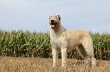 IRISH WOLFHOUND 136